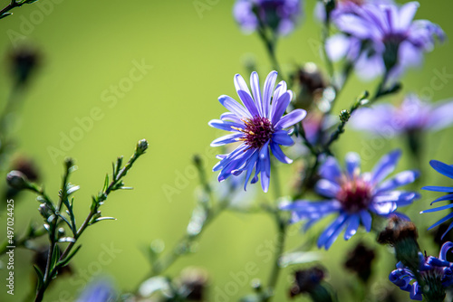 Blume