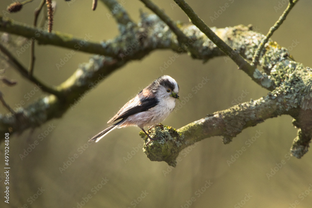 Obraz premium long-tailed tit (Aegithalos caudatus)