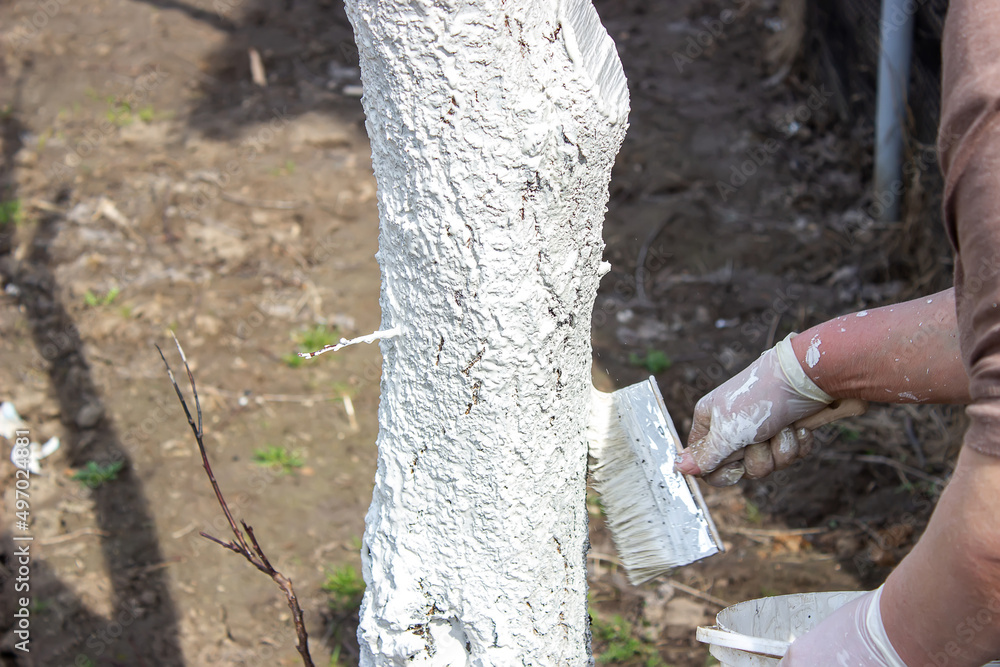 Fototapeta premium Girl whitewashing a tree trunk in a spring garden. Whitewash of spring trees, protection from insects and pests.