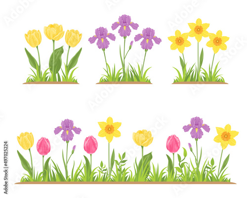 Spring flowers and green grass set. Blooming flower bed with daffodils, yellow and pink tulips and purple irises. Vector illustration in cartoon flat style.