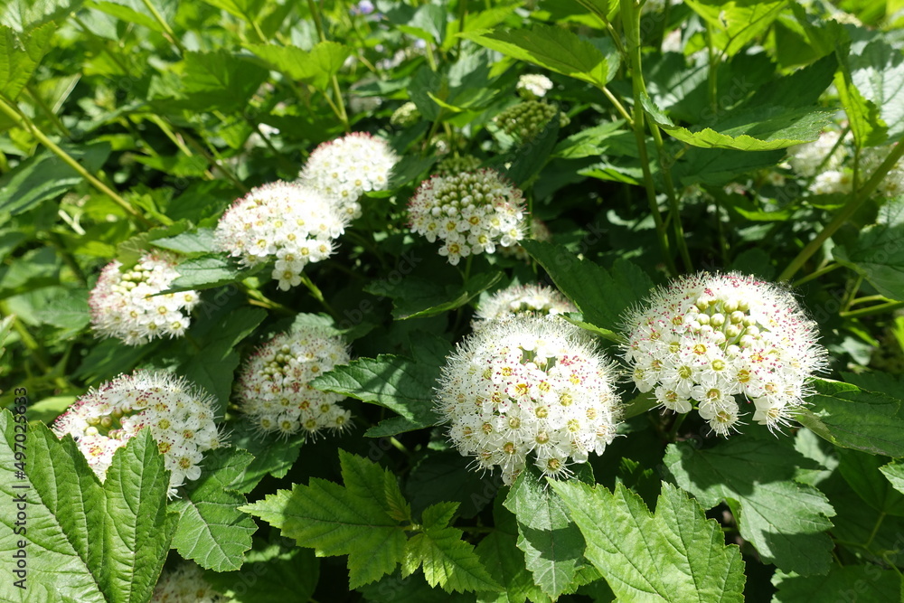Panicle of white flowers in the leafage of Physocarpus opulifolius in May Panicle of white flowers in the leafage of Physocarpus opulifolius in May