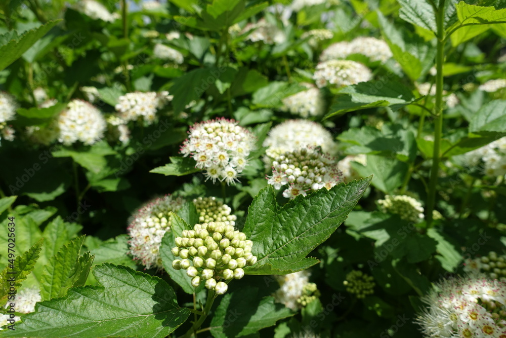 Reproductive buds and white flowers of Physocarpus opulifolius in May Reproductive buds and white flowers of Physocarpus opulifolius in May