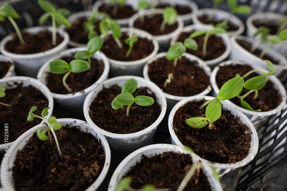 Shallow depth of field (selective focus) details with plant saplings ready to be planted. Shallow depth of field (selective focus) details with plant saplings ready to be planted.
