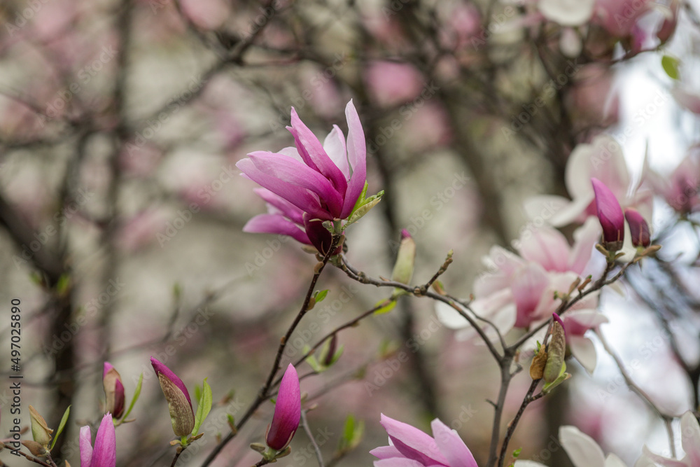 Shallow depth of field (selective focus) details with buds and flowers of a Magnolia tree in the spring.