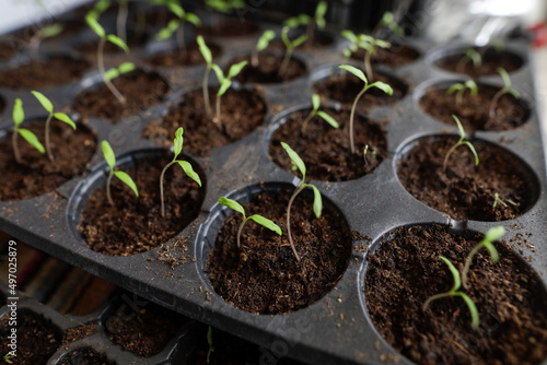 Shallow depth of field (selective focus) details with plant saplings ready to be planted.