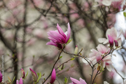 Shallow depth of field (selective focus) details with buds and flowers of a Magnolia tree in the spring.