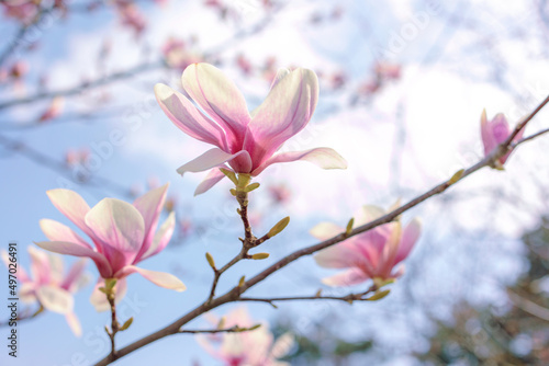Magnolia tree branch flowers and buds with blue sky background. Early spring seasonal nature garden bloom backdrop. Pastel colors. Magnolia liliiflora  Magnoliaceae springtime blooming
