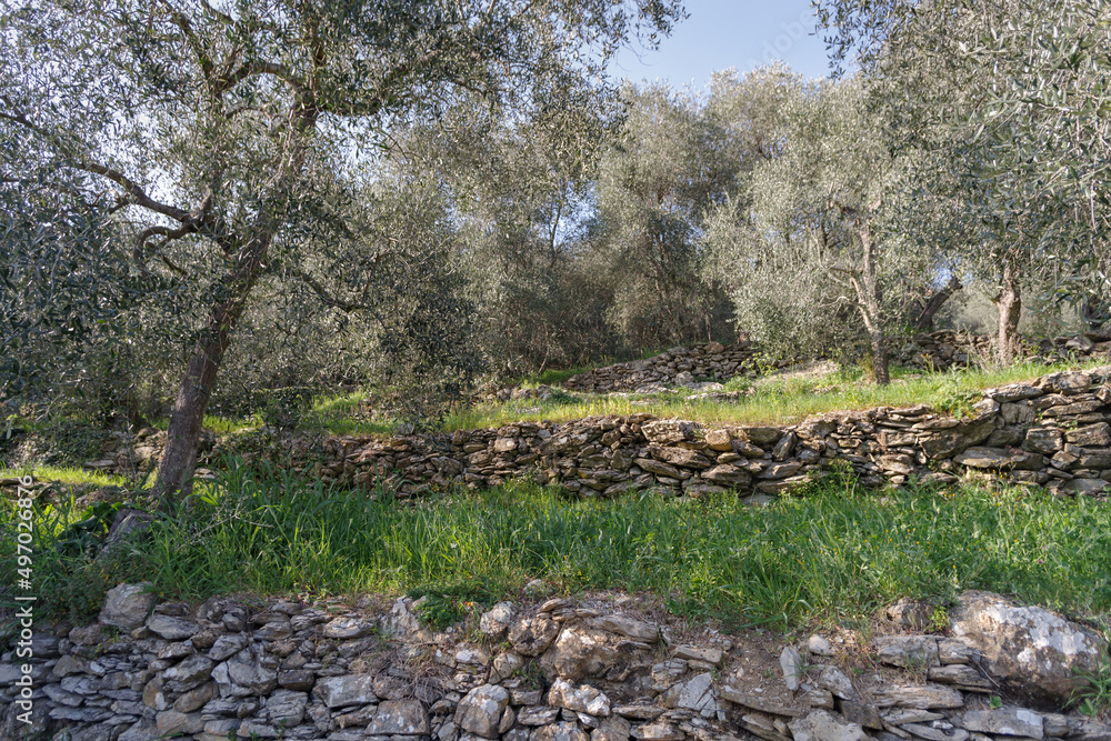 Terraced stone walls support olive trees on the hillside, Province of Imperia, Italy