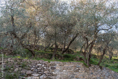 Terraced stone walls support olive trees on the hillside, Province of Imperia, Italy