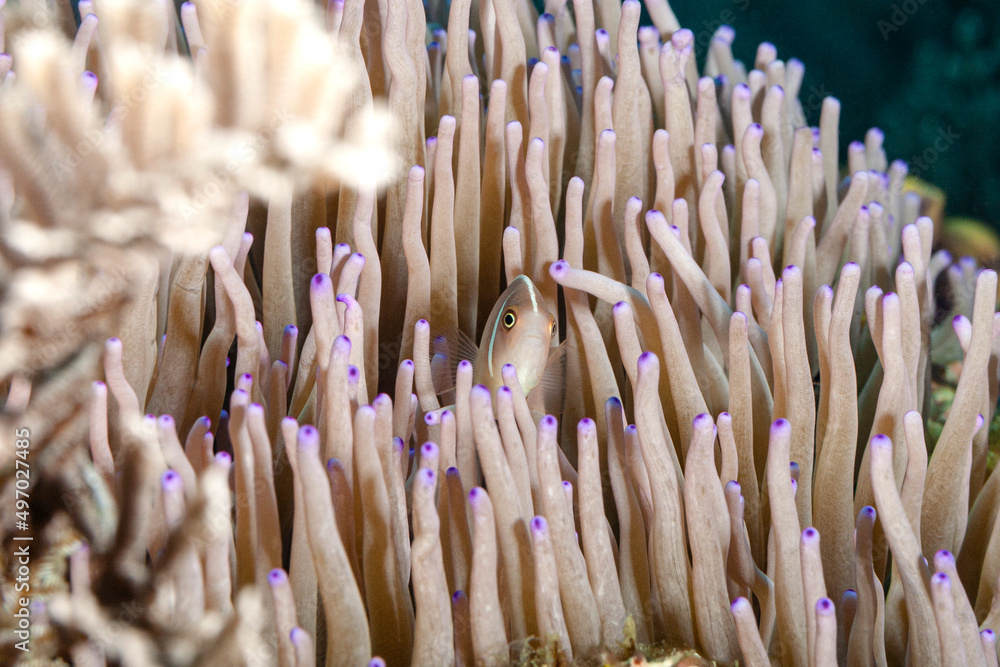 Anemonenfisch in seinem Wirtstier der Seeanemone Anemonenfisch in seinem Wirtstier der Seeanemone