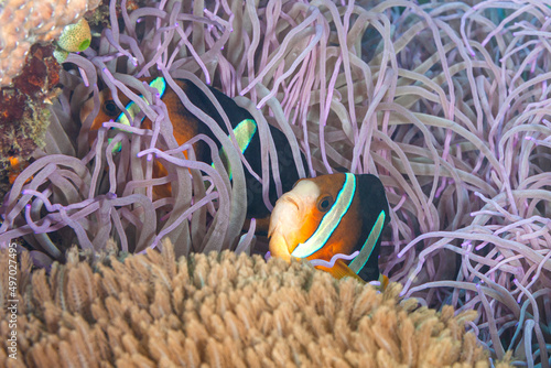 Clarks-Anemonenfische gehören zu den Riffbarschen photo