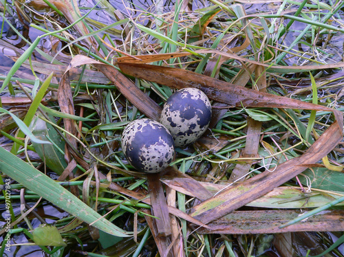 Nest of White-winged tern on the meadow