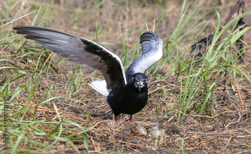 White-winged tern near the nest