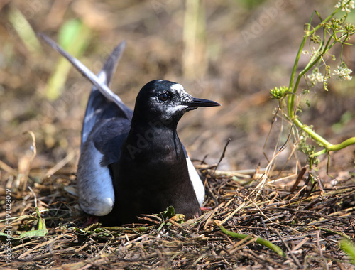 White-winged tern near the nest