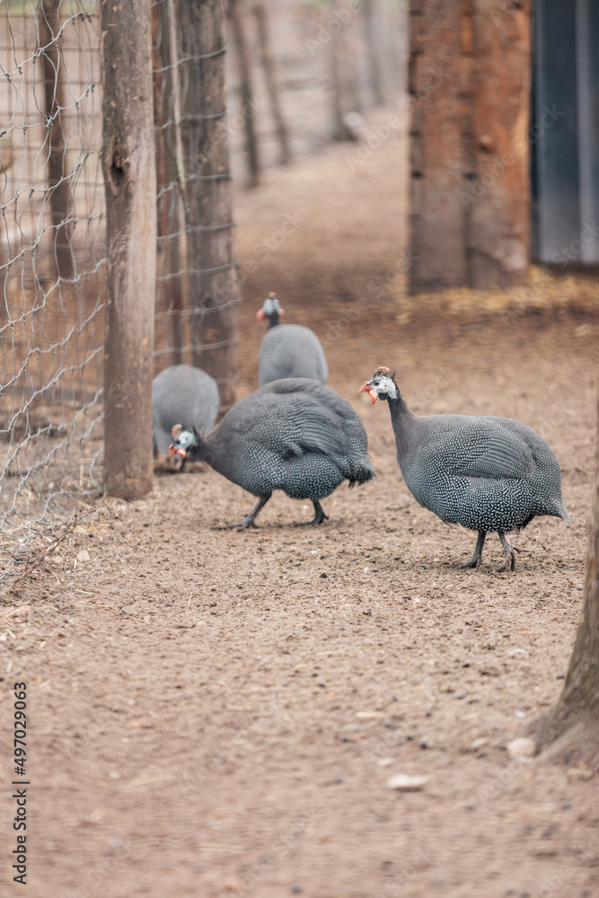 Helmeted Guineafowl (Numida meleagris) coming to a waterhole for water and food in a game reserve. Helmeted Guineafowl (Numida meleagris) coming to a waterhole for water and food in a game reserve.