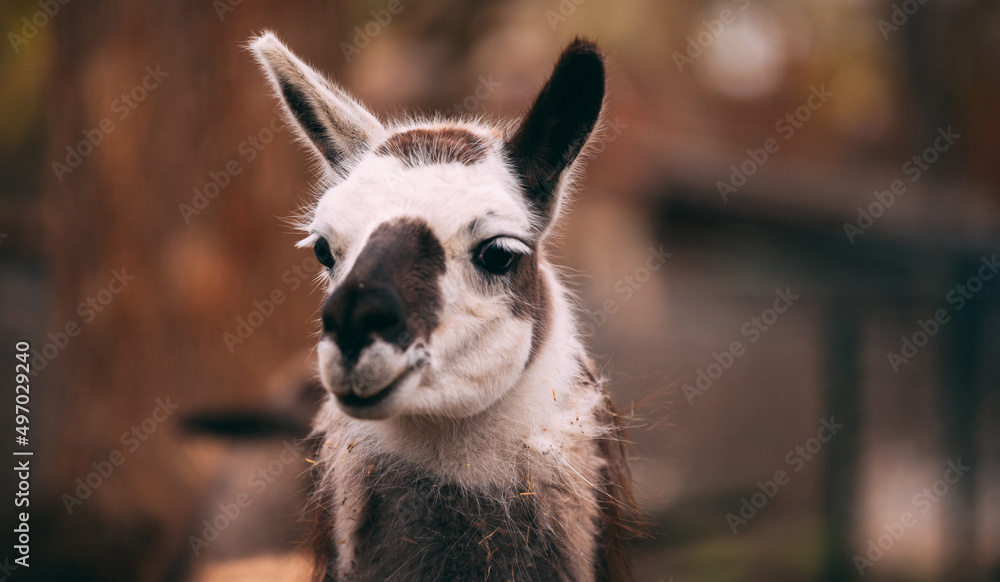 Obraz premium Llamas. White llama. Brown llama. Llamas at the zoo. Llamas walk. Summer day. A park.