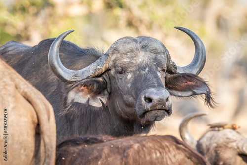 Close up of a African Buffalo starring. © simoneemanphoto
