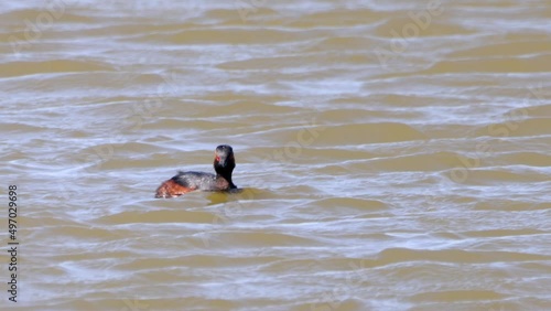 Black-necked grebe or eared grebe (Podiceps nigricollis) feeding in a apond photo