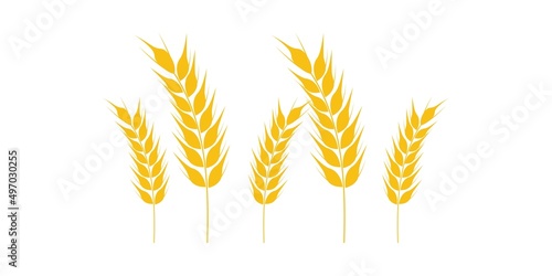 Collection of golden ripe spikelets of wheat. Agricultural symbol, flour production. Vector silhouette of wheat.