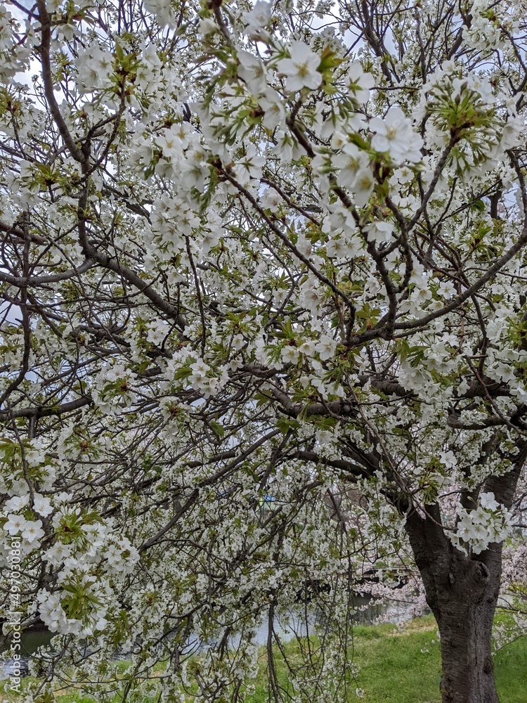 blooming tree blooming tree