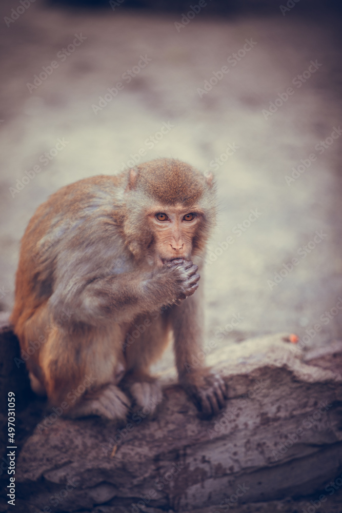 Pink Faced Japanese Macaque. Snow Monkey