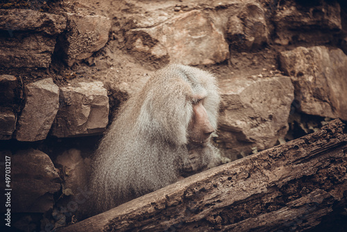 Close up portrait of male hamadryas baboon photo