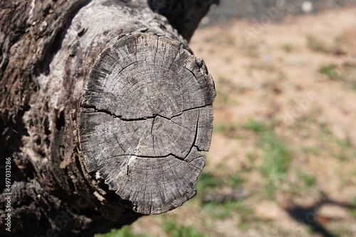 Cut tree trunk in the woods © buraratn