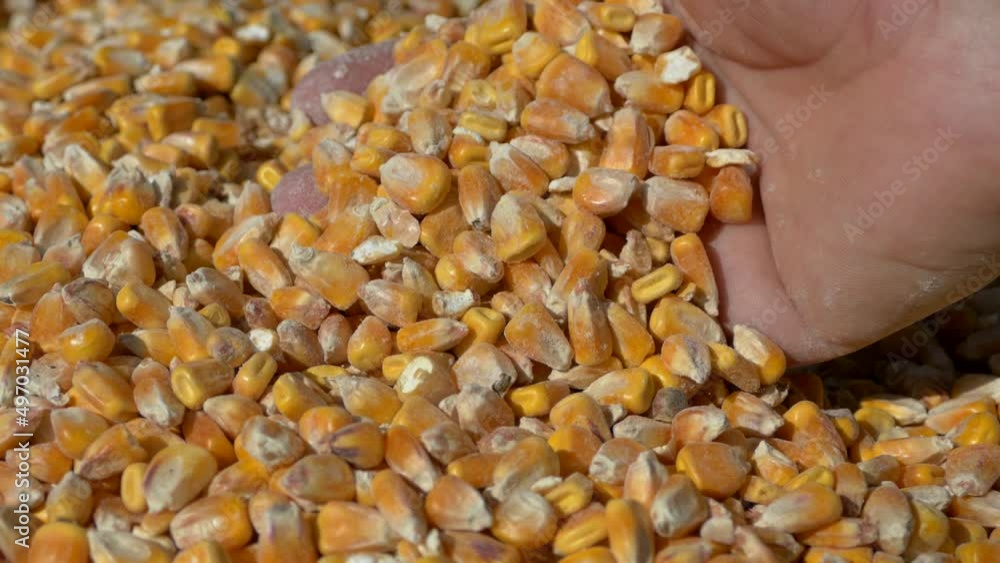 Hand flipping corn seeds. Harvest in granaries. Lots of yellow grains close up. Hand flipping corn seeds. Harvest in granaries. Lots of yellow grains close up.