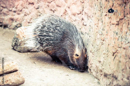 Old World porcupine or Hystricidae (Hystrix cristata)