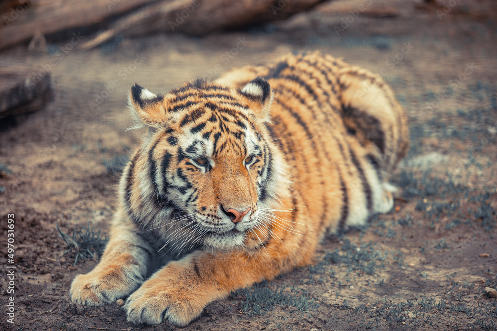 Fototapeta premium Sumatran tiger (Panthera tigris sondaica) close-up portrait.