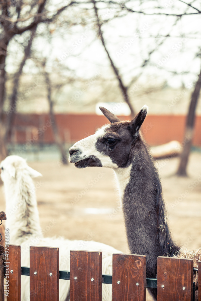 Obraz premium Llamas. White llama. Brown llama. Llamas at the zoo. Llamas walk. Summer day. A park.