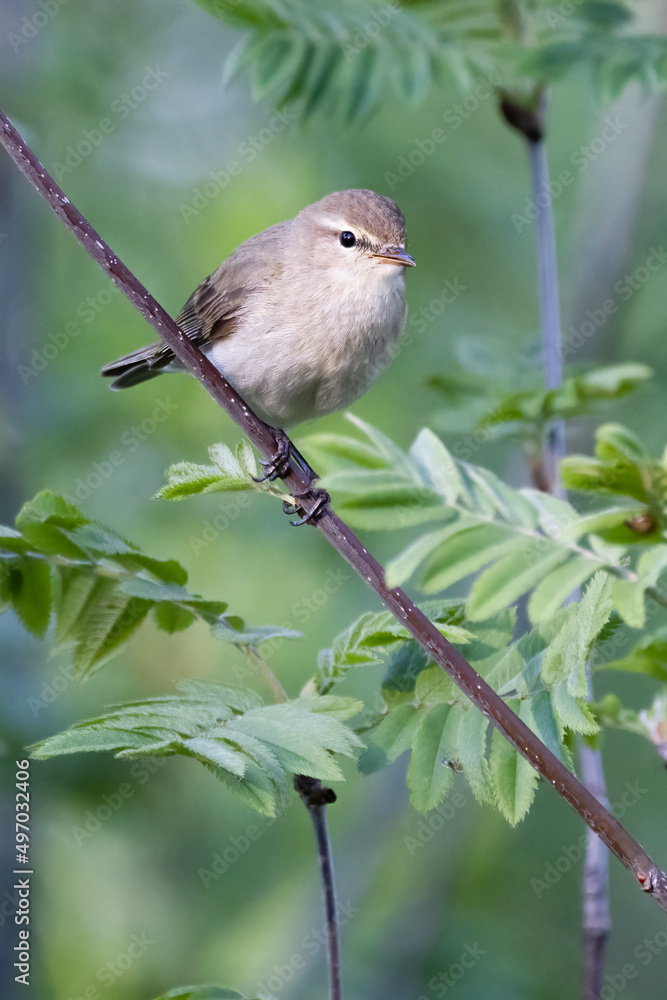 Fototapeta premium Common Chiffchaff