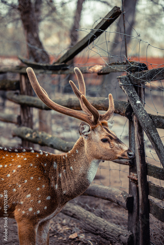 Fotografie The chital, also known as spotted deer, chital deer, and axis deer, is a species of deer