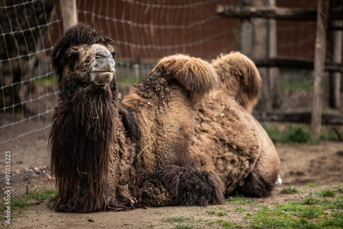 Two-humped Mongolian Bactrian camel, Camelus bactrianus, standing in rugged barren terrain.