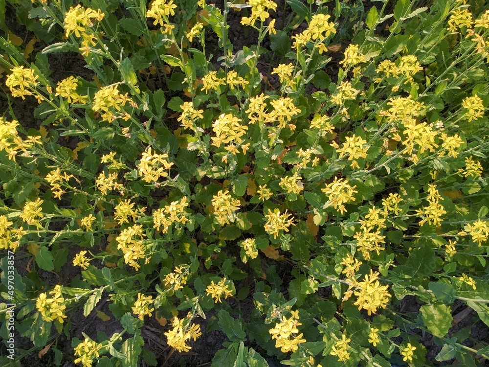 Obraz premium yellow mustard flowers in farm.