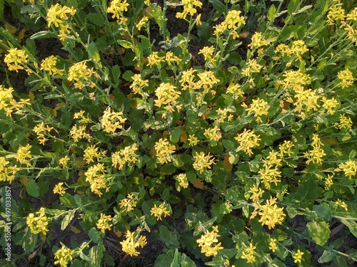 yellow mustard flowers in farm.