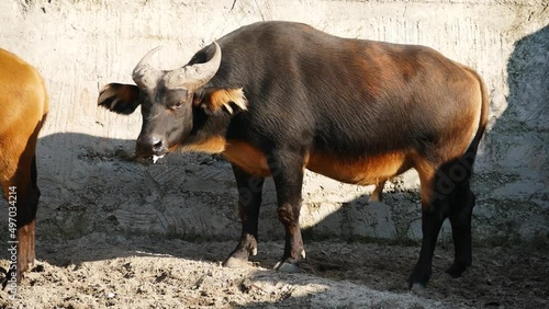 African forest buffalo (Syncerus caffer nanus), male in captivity, also known as dwarf or Congo buffalo photo