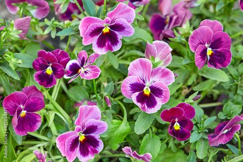 Beautiful flowers grow in the meadow on a summer sunny day. Violet, viola.  Natural green grass background, top view, texture, pattern.