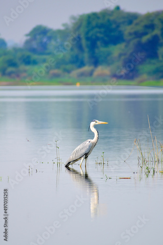 Gray heron  Ardea cinerea   photography of massive gray bird wading through flat lake  with fluffy feathers  large beak  long feathers on back side of head  scene from wild nature in India.