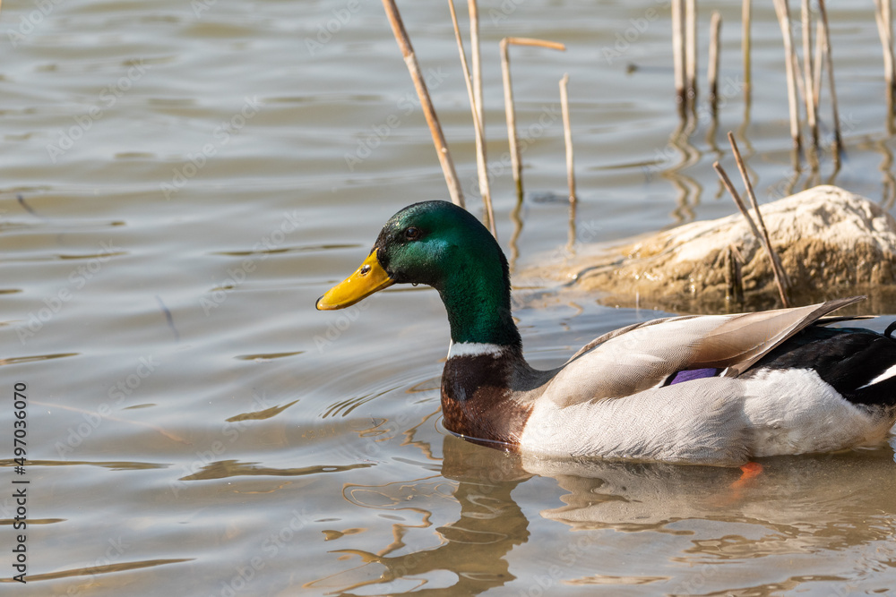 Obraz premium Male duck in a lake in Oberriet in Switzerland
