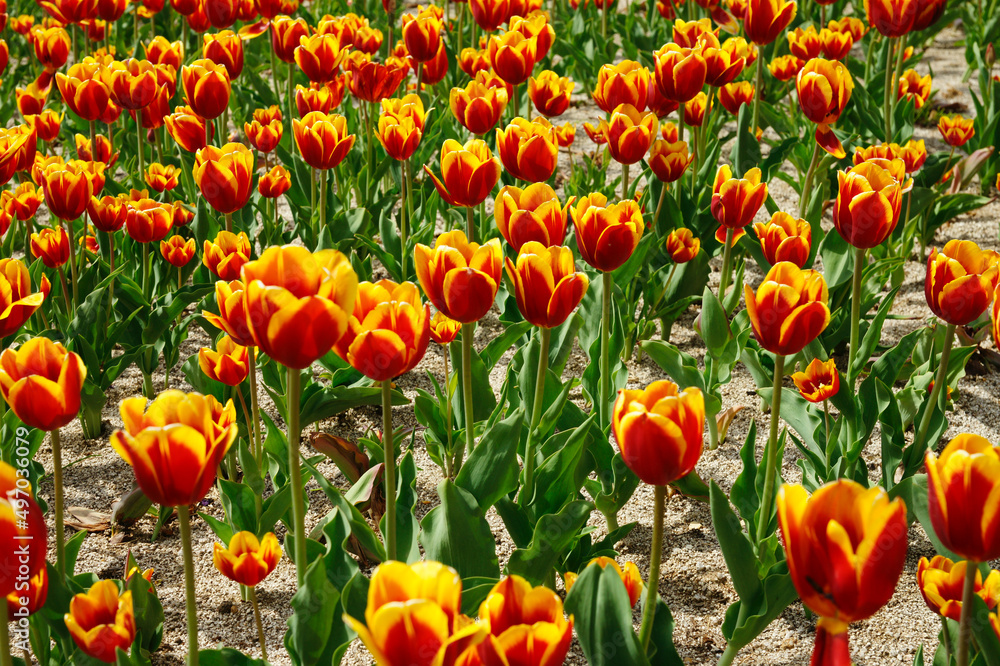 Tulip fields in springtime