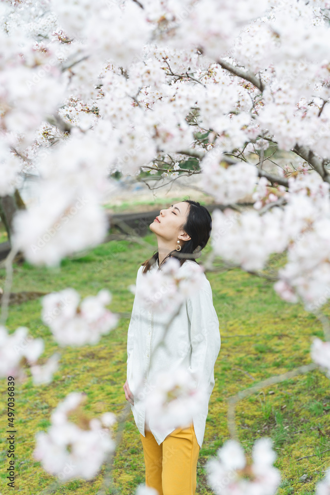 満開の桜の花と爽やかな女性 満開の桜の花と爽やかな女性