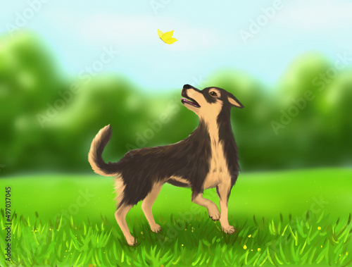 dog on grass