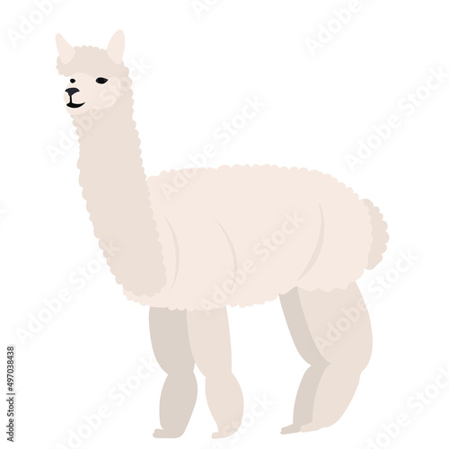 lama flat design, isolated, vector