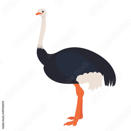 ostrich flat design, isolated, vector photo