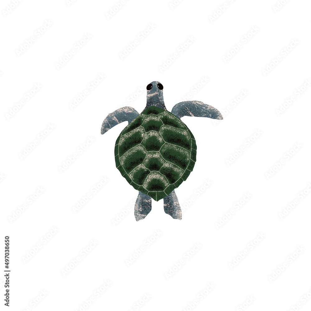 Fototapeta premium Sea turtle illustration on white background. Ocean animal swim. Reptile in marine isolated. For kids, invitations, nursing, fabric, wallpapers.