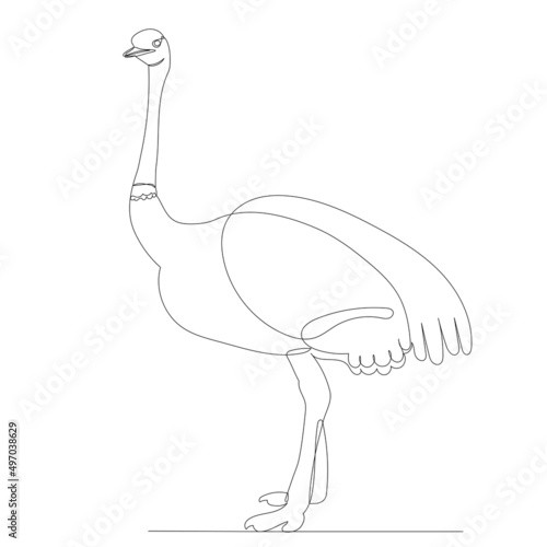 ostrich drawing in one continuous line, isolated vector photo