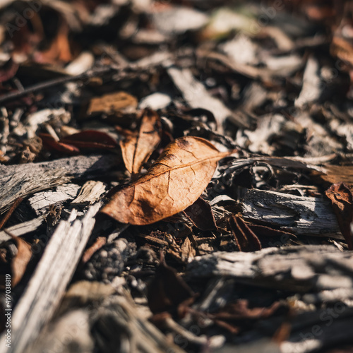 autumn leaves on the ground