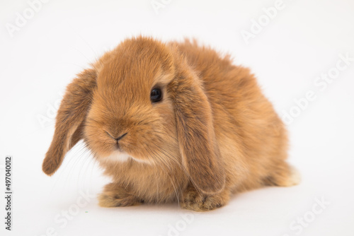 Cute bunny funny rabbit portrait