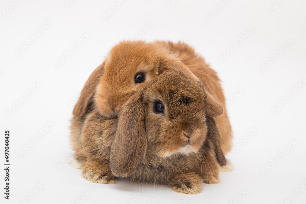 Cute bunny funny rabbit portrait